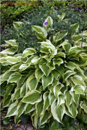 Bob Olson Hosta