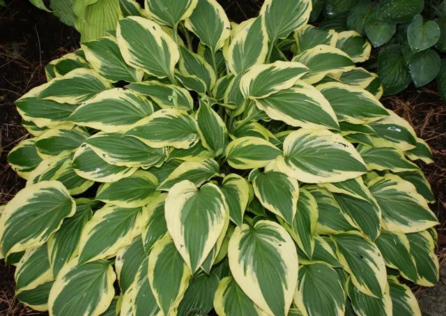 Bob Olson Hosta