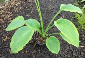 Goldring Hosta