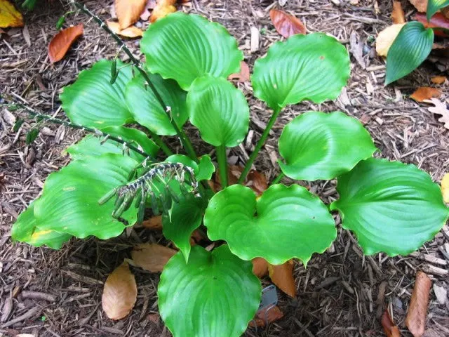 Grand Slam Hosta