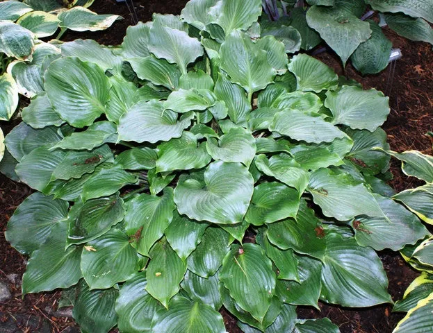 Grand Slam Hosta