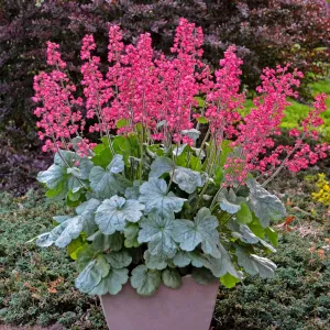 Heuchera 'Spearmint' PP31281