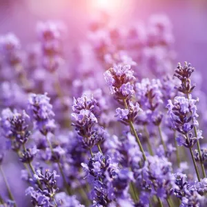 Lavender Breeze Fragrance Oil