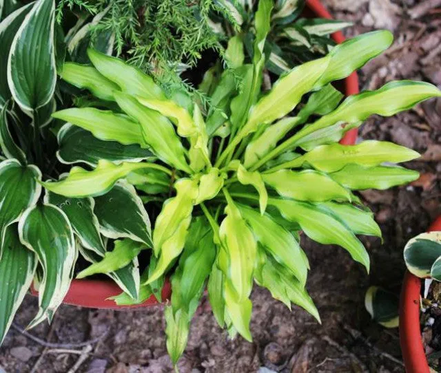 Lemon Zinger Hosta