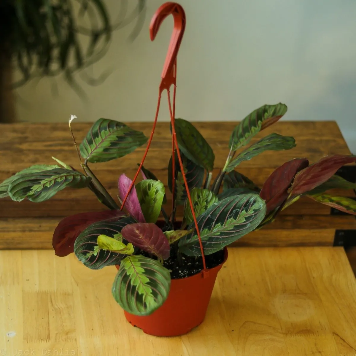 Maranta Leuconeura 'Red Prayer Plant' - Various Sizes