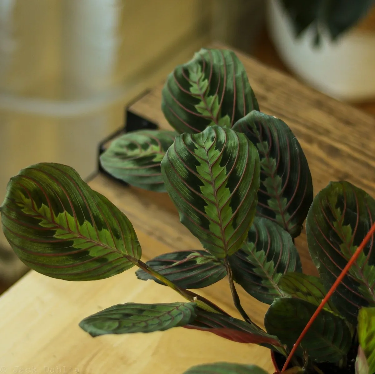 Maranta Leuconeura 'Red Prayer Plant' - Various Sizes