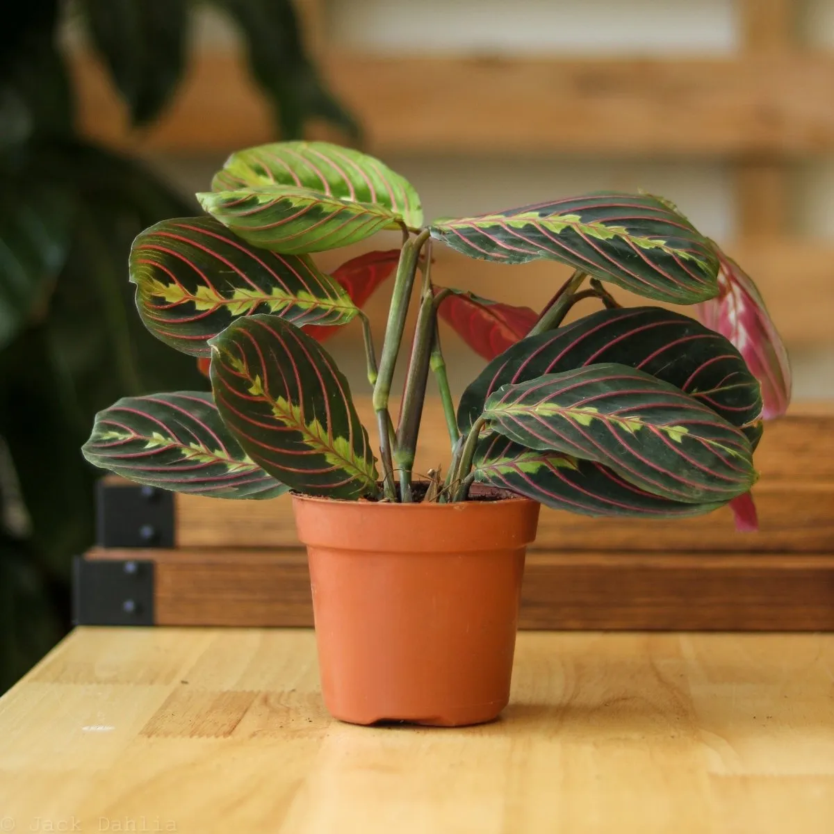 Maranta Leuconeura 'Red Prayer Plant' - Various Sizes