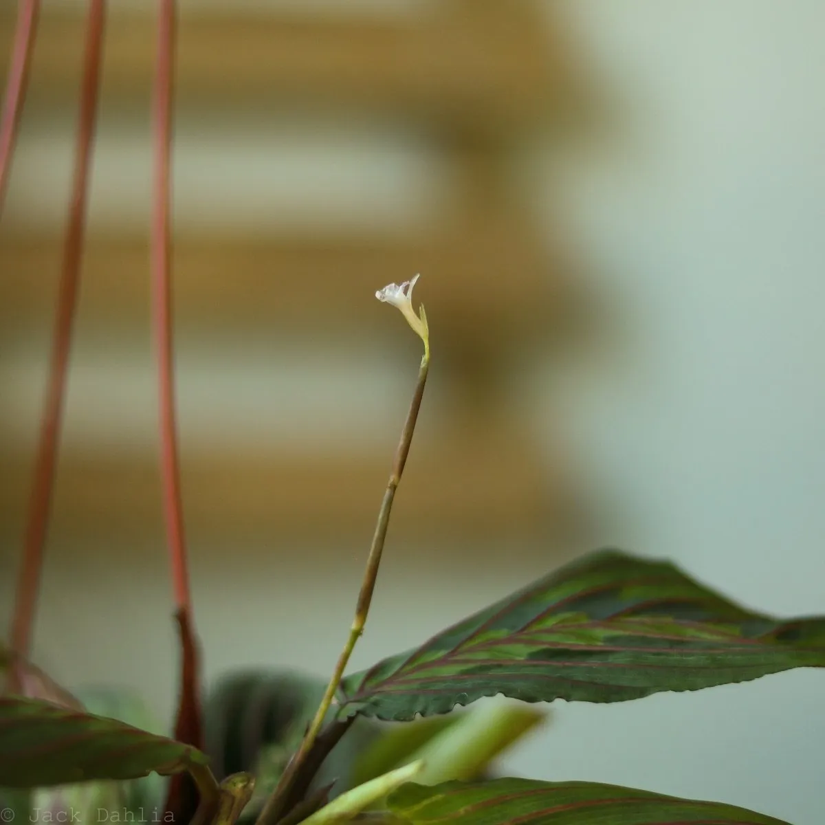 Maranta Leuconeura 'Red Prayer Plant' - Various Sizes