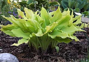 Marrakech Hosta