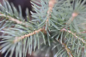 Picea schrenkiana (Schrenk's Spruce)